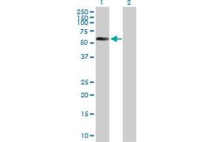 Western Blot analysis of STK11 expression in transfected 293T cell line by STK11 MaxPab polyclonal antibody. (LKB1 anticorps  (AA 1-433))
