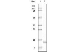 Western Blotting (WB) image for anti-Synuclein, alpha (SNCA) (truncated) antibody (ABIN2464103) (SNCA anticorps  (truncated))