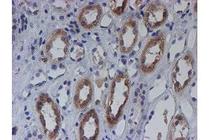 Immunohistochemical staining of paraffin-embedded Human Kidney tissue using anti-C21orf56 mouse monoclonal antibody. (C21ORF56 anticorps)