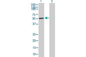 Western Blot analysis of LEF1 expression in transfected 293T cell line by LEF1 MaxPab polyclonal antibody. (LEF1 anticorps  (AA 1-399))