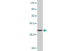 Western Blotting (WB) image for anti-Ring Finger Protein 2 (RNF2) (AA 192-290) antibody (ABIN562662)