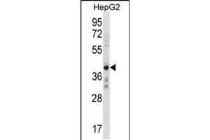 Western blot analysis in HepG2 cell line lysates (35ug/lane). (AEBP2 anticorps  (C-Term))