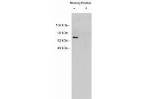 Image no. 1 for anti-Netrin 1 (NTN1) antibody (ABIN212236) (Netrin 1 anticorps)