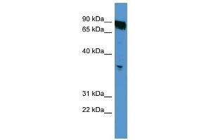 OR2K2 antibody used at 0. (OR2K2 anticorps  (C-Term))