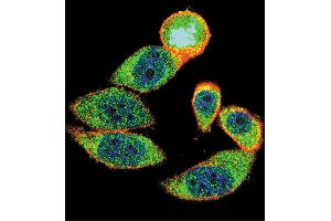 Confocal immunofluorescent analysis of 27Kip1 Antibody (C-term) (ABIN390208 and ABIN2840692) with Hela cell followed by Alexa Fluor 488-conjugated goat anti-rabbit lgG (green). (CDKN1B anticorps  (C-Term))