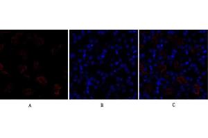 Immunofluorescence analysis of mouse kidney tissue. (Dynamin 1-Like anticorps)