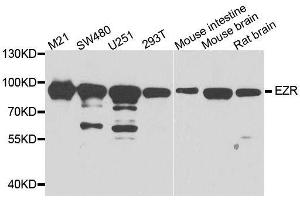Western blot analysis of extracts of various cell lines, using EZR antibody. (Ezrin anticorps  (AA 350-470))