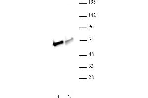 NRF1 antibody (pAb) tested by Western blot. (NRF1 anticorps  (C-Term))