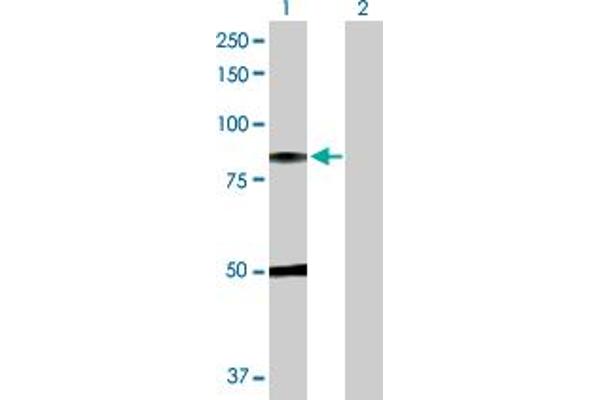 C1R anticorps  (AA 1-705)