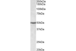ABIN2562359 (0. (EEF1A2 anticorps  (Internal Region))