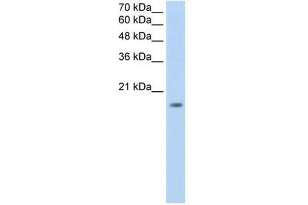 ZNF580 anticorps  (N-Term)