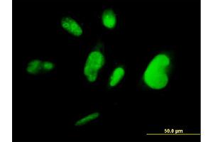 Immunofluorescence of monoclonal antibody to TCEA3 on HepG2 cell. (TCEA3 anticorps  (AA 1-348))