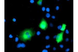 Anti-MAPRE2 mouse monoclonal antibody (ABIN2454552) immunofluorescent staining of COS7 cells transiently transfected by pCMV6-ENTRY MAPRE2 (RC200259). (MAPRE2 anticorps)