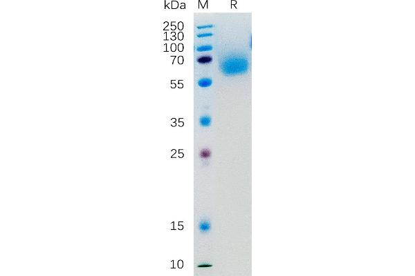 KLRG1 Protein (Fc Tag)