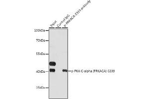 Immunoprecipitation analysis of 200 μg extracts of HeLa cells, using 3 μg Phospho-PKA C-alpha (PRKACA)-S339 pAb . (PRKACA anticorps  (pSer339))