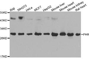 Western blot analysis of extracts of various cell lines, using PHB antibody. (Prohibitin anticorps)