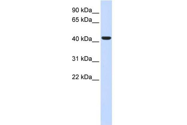 BACE1 anticorps  (N-Term)