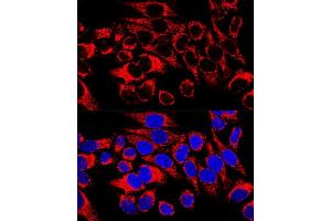 Confocal immunofluorescence analysis of HeLa cells using HSP60/HSPD1 Polyclonal Antibody (ABIN3021181, ABIN3021182, ABIN3021183 and ABIN6214053) at dilution of 1:400. (HSPD1 anticorps  (AA 27-240))