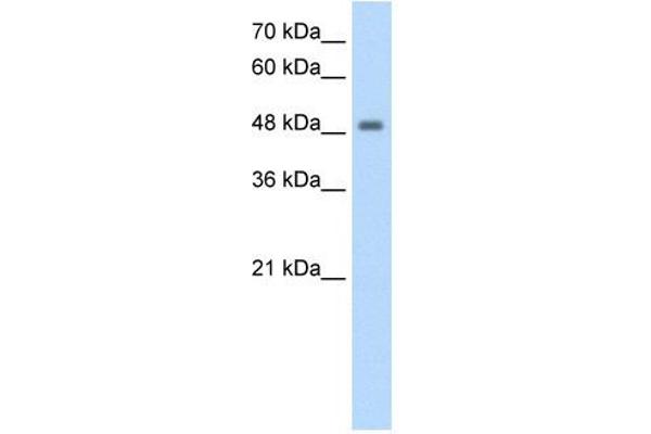 FBXL7 anticorps  (N-Term)