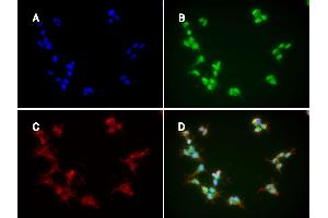 Immunofluorescence: huSSECTM cell line overexpressing hFcRn-EGFP using clone DVN24  at 15µg/ml and Texas Red™ conjugated anti-mouse secondary. (FcRn anticorps)