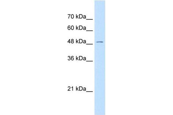 GPR177/WLS anticorps  (N-Term)