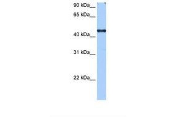 RBM42 anticorps  (C-Term)