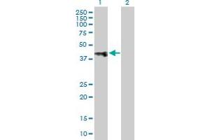 Western Blot analysis of CD47 expression in transfected 293T cell line by CD47 MaxPab polyclonal antibody. (CD47 anticorps  (AA 1-323))