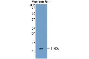 Detection of Recombinant HSPA8, Human using Polyclonal Antibody to Heat Shock 70 kDa Protein 8 (HSPA8) (Hsc70 anticorps  (AA 534-615))