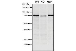 Western Blot analysis of Human, Mouse A549, MEF showing detection of VPS35 protein using Mouse Anti-VPS35 Monoclonal Antibody, Clone 10A8 (ABIN6933001). (VPS35 anticorps  (PerCP))