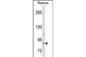 Western blot analysis in Ramos cell line lysates (35ug/lane). (RXFP2 anticorps  (C-Term))