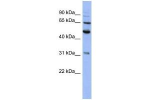 PSMD3 antibody used at 1 ug/ml to detect target protein. (PSMD3 anticorps)