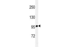 Western blot analysis of EZH2 antibody in T47D lysate. (EZH2 anticorps)