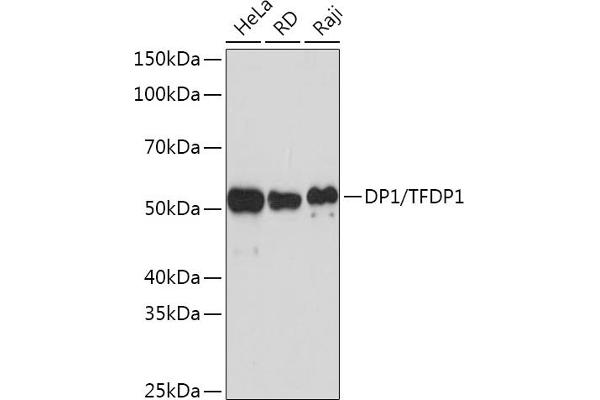 DP1 anticorps