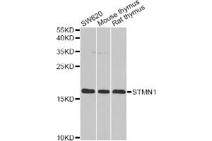 Western blot analysis of extracts of various cell lines, using STMN1 antibody (ABIN5971203) at 1/1000 dilution. (Stathmin 1 anticorps)