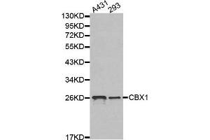Western blot analysis of extracts of various cell lines, using CBX1 antibody. (CBX1 anticorps  (AA 1-185))