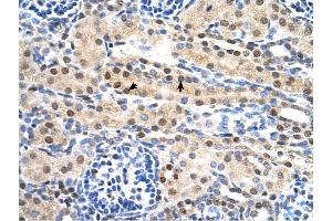 SULF2 antibody was used for immunohistochemistry at a concentration of 4-8 ug/ml to stain Epithelial cells of renal tubule (arrows) in Human Kidney. (SULF2 anticorps  (C-Term))