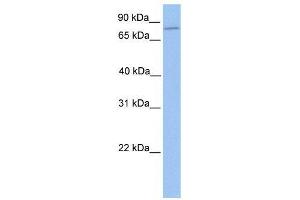 ZNF555 antibody used at 0. (ZNF555 anticorps  (N-Term))