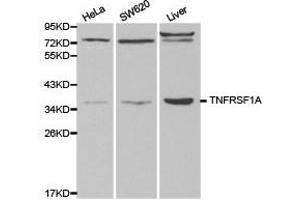 Western Blotting (WB) image for anti-Tumor Necrosis Factor Receptor Superfamily, Member 1A (TNFRSF1A) antibody (ABIN1875131) (TNFRSF1A anticorps)