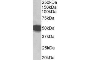 Western Blotting (WB) image for Glial Fibrillary Acidic Protein (GFAP) peptide (ABIN368852)