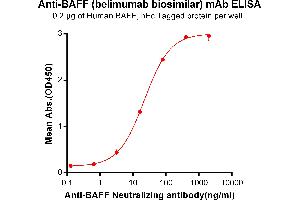 ELISA plate pre-coated by 2 μg/mL (100 μL/well) Human BAFF, hFc tagged protein (ABIN6961113, ABIN7042255 and ABIN7042256) can bind Anti-BAFF Neutralizing antibody (ABIN7093063 and ABIN7272593) in a linear range of 3. (Recombinant BAFF (Belimumab Biosimilar) anticorps)