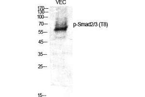 Western Blot (WB) analysis of specific cells using Phospho-Smad2/3 (T8) Polyclonal Antibody. (Smad2/3 anticorps  (pThr8))