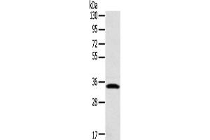 Western Blotting (WB) image for anti-Syntaxin 11 (STX11) antibody (ABIN2424252) (Syntaxin 11 anticorps)
