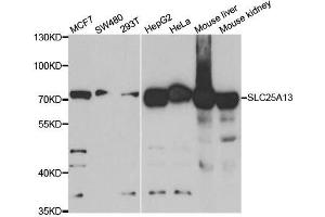 Western blot analysis of extracts of various cell lines, using SLC25A13 antibody. (slc25a13 anticorps)