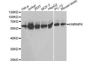 Western blot analysis of extracts of various cell lines, using HNRNPK antibody. (HNRNPK anticorps)