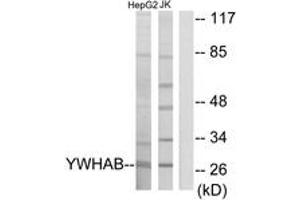 Western Blotting (WB) image for anti-14-3-3 alpha + beta (YWHAB) (AA 41-90) antibody (ABIN2889837) (YWHAB anticorps  (AA 41-90))