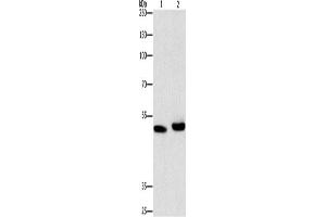 Western Blotting (WB) image for anti-Autophagy related 4A Cysteine Peptidase (ATG4A) antibody (ABIN2432529) (ATG4A anticorps)