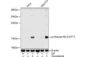 Western blot analysis of extracts of various cell lines, using Phospho-Histone H3-S10/T11 antibody (ABIN7267688) at 1:1000 dilution. (Histone 3 anticorps  (H3S10p, H3T11p))