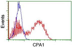 Image no. 2 for anti-Carboxypeptidase A1 (Pancreatic) (CPA1) antibody (ABIN1497592) (CPA1 anticorps)