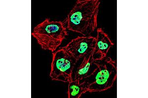 Fluorescent confocal image of Hela cell stained with HNRNPD Antibody (N-term). (HNRNPD/AUF1 anticorps  (N-Term))