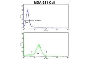 Flow cytometric analysis of MDA-231 cells using COLEC11 Antibody (N-term)(bottom histogram) compared to a negative control (top histogram). (COLEC11 anticorps  (N-Term))